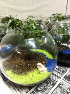 Terrarium_LSRSOA (6)